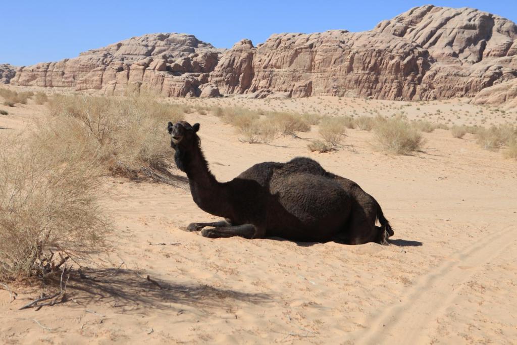 Bedouin Expedition Wadi Rum Exterior foto